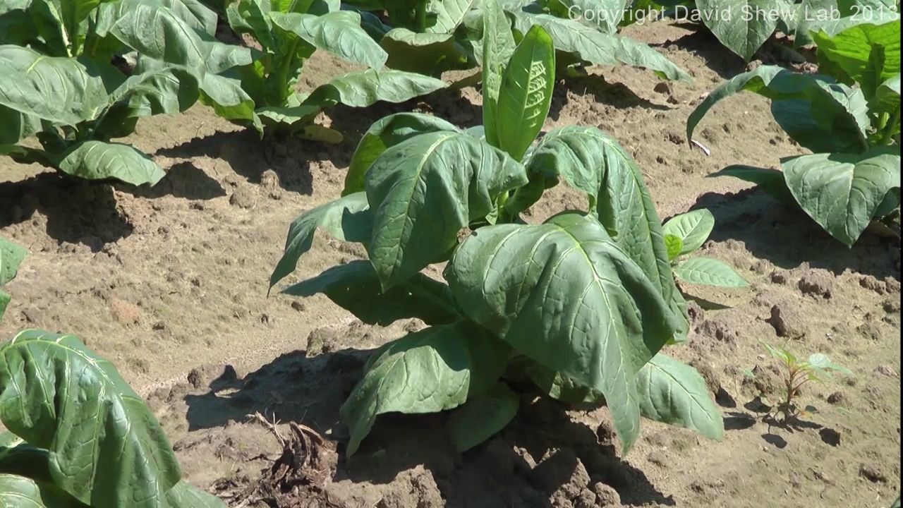 Black Shank of Tobacco