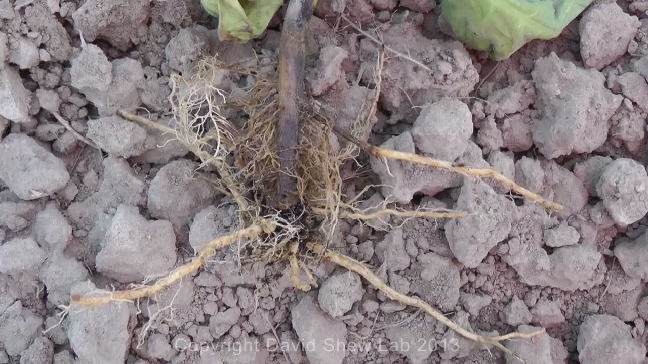 Black Shank of Tobacco