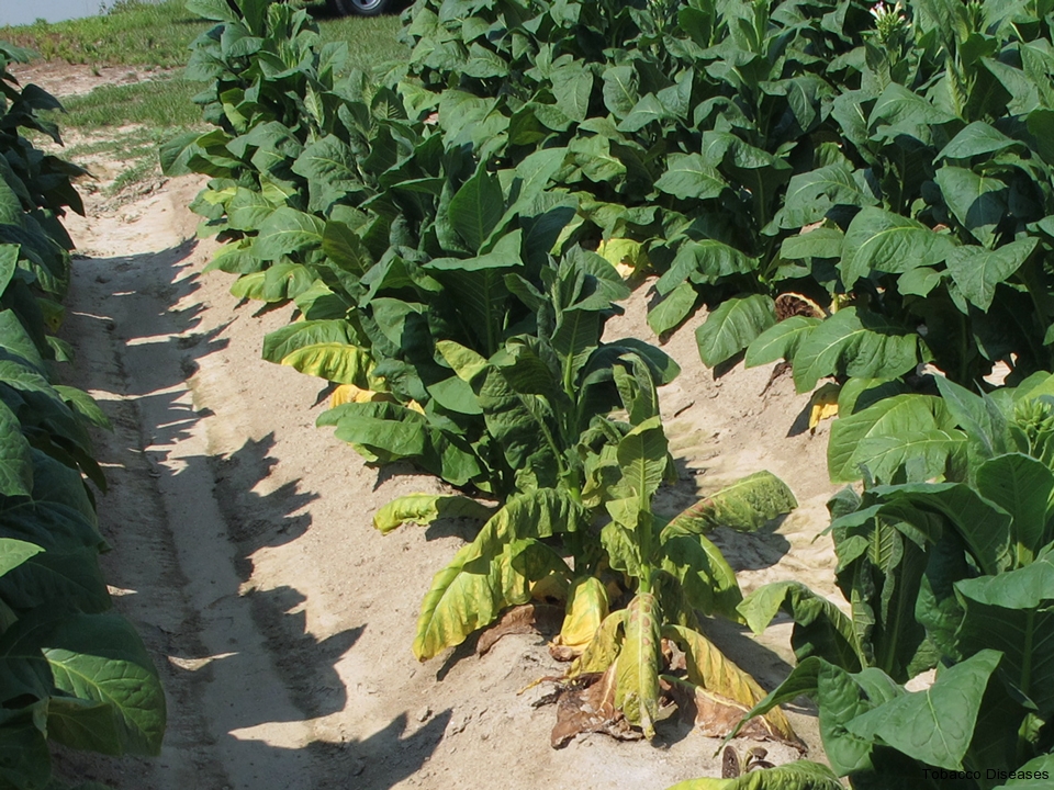 Wilting and chlorosis