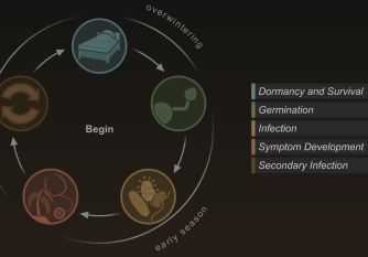 disease cycle home page