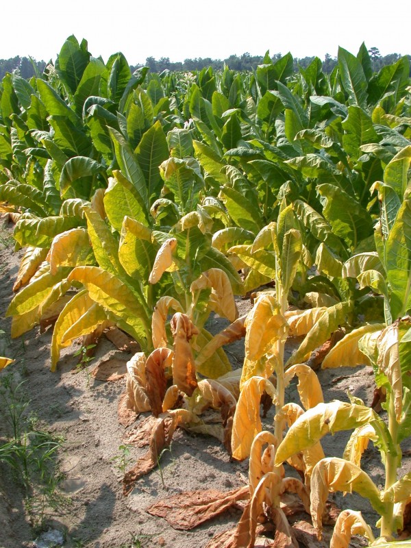 Granville Wilt - Tobacco Diseases