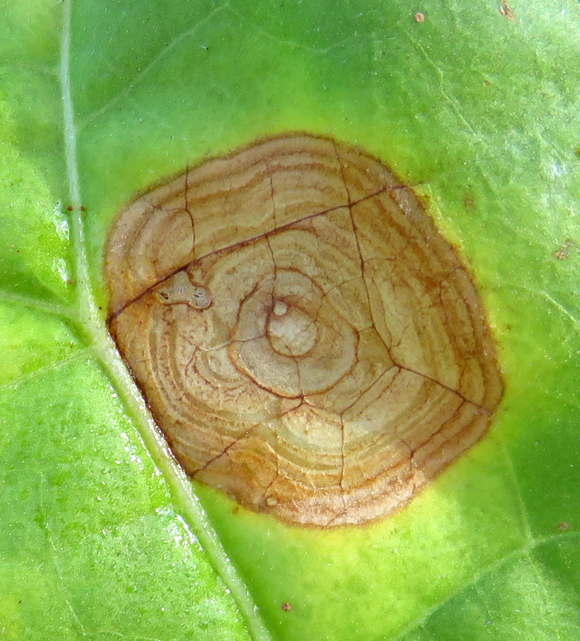 target spot of tobacco