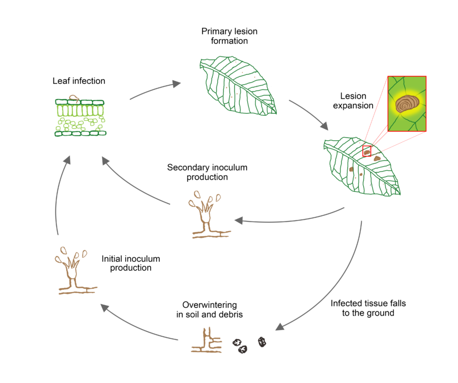 Target spot disease cycle - Tobacco Diseases