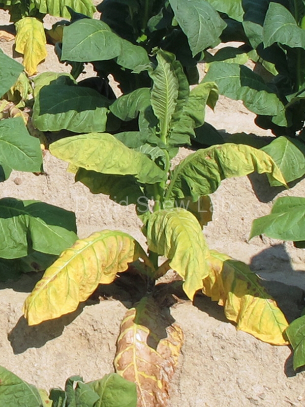 Black Shank of Tobacco