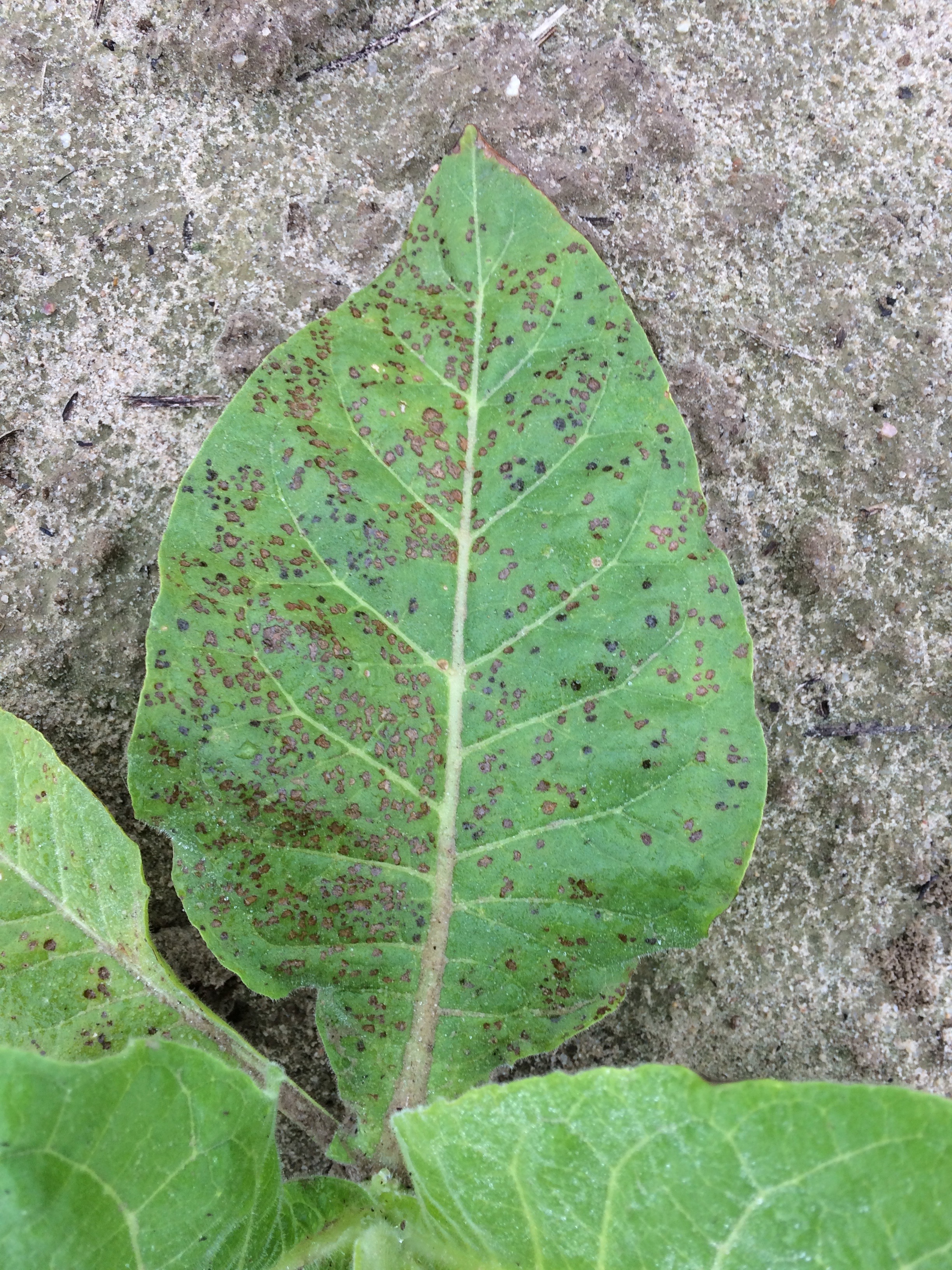 indian tobacco plant uses Underfoot: INDIAN TOBACCO (Lobelia inflata)