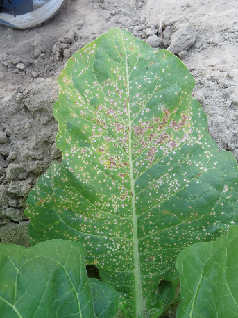 Target Spot of Tobacco